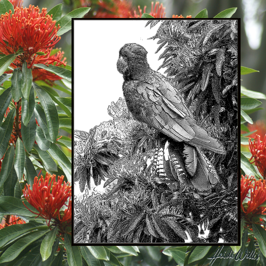 heidi willis_black cockatoo_bird painting