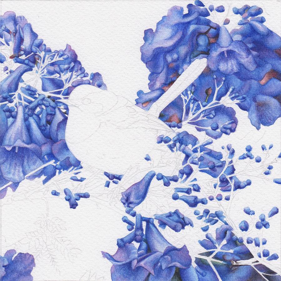 heidi willis_blue wren_jacaranda painting_watercolour