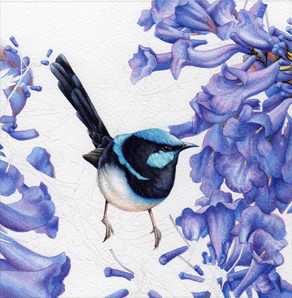 heidi willis_blue wren_jacaranda_watercolour