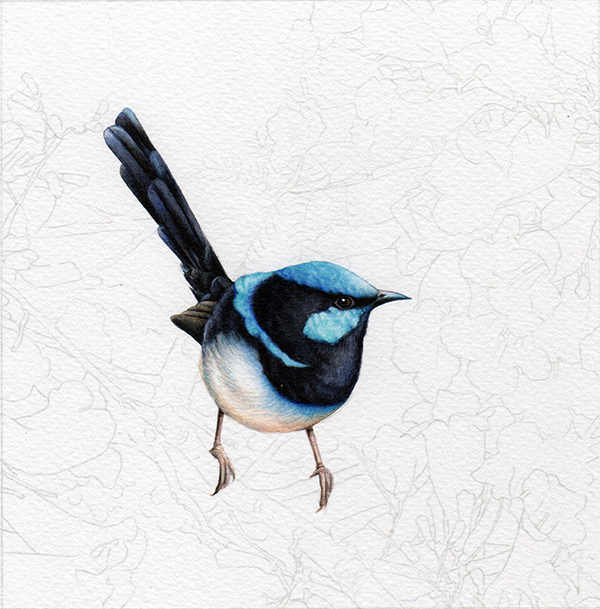 heidi willis_blue wren_jacaranda_watercolour_bird painting