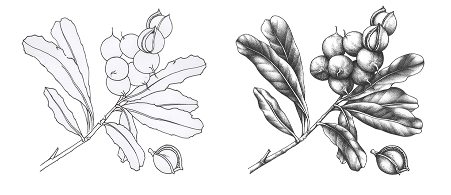 heidi willis_botanical art_macadamia_australian wildflower illustration_ink