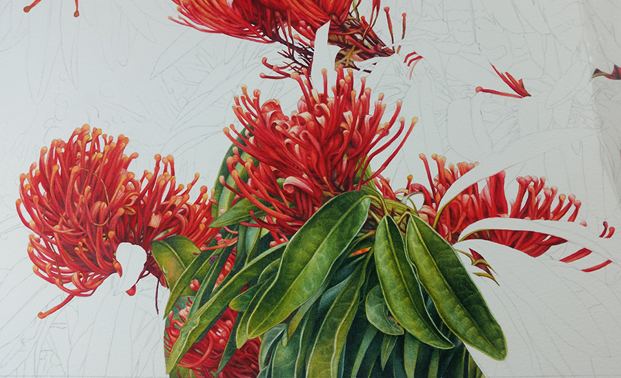heidi willis_botanical artist_Tree waratah_painting_watercolour