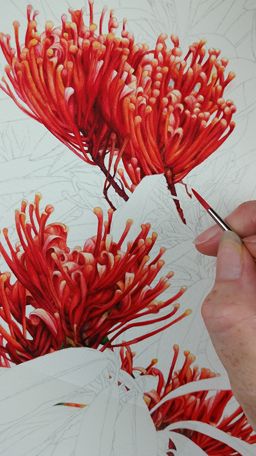 heidi willis_botanical artist_australian tree waratah