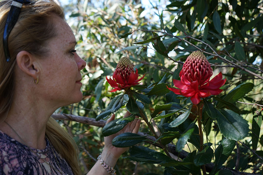 heidi willis_botanical artist_illustrator_waratah painting