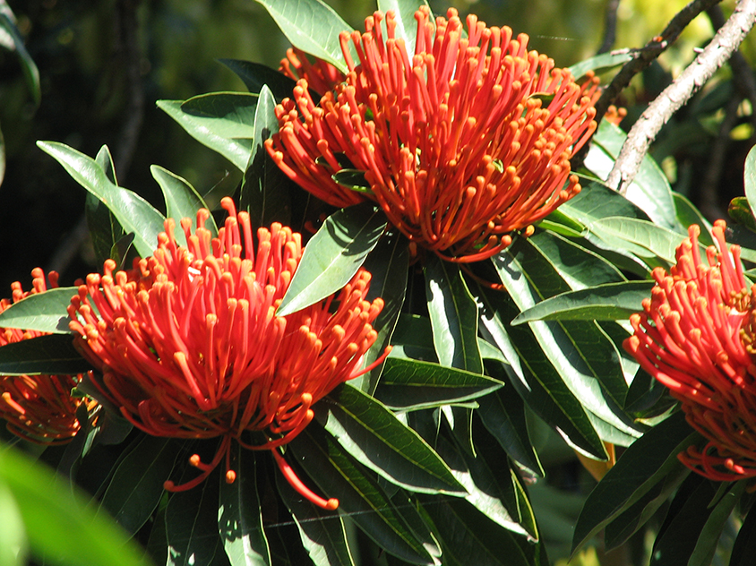 heidi willis_botanical artist_tree waratah