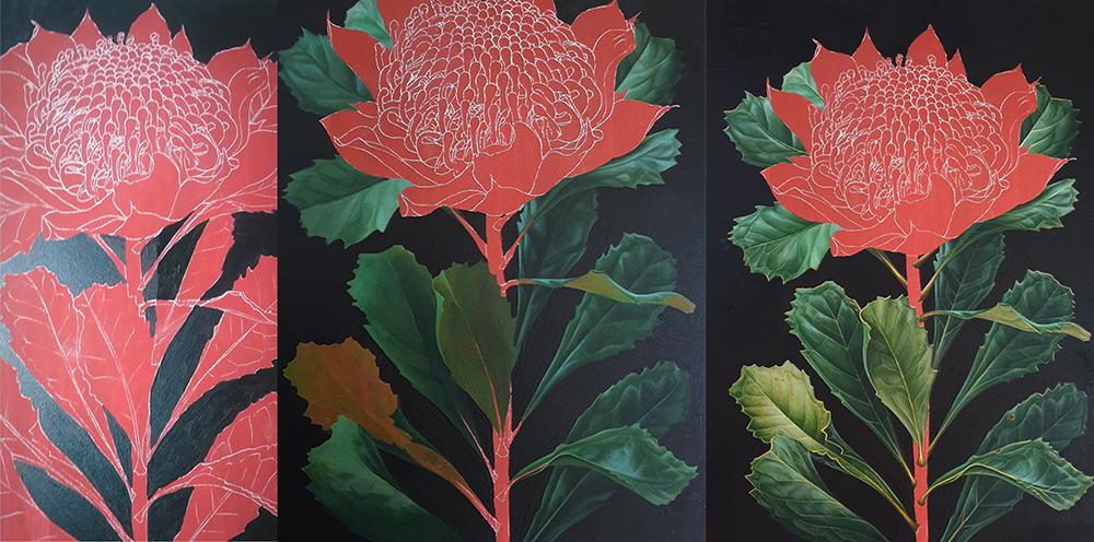 heidi willis_botanical artist_waratah painting_illustration