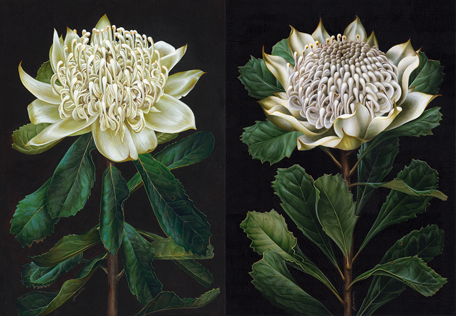 heidi willis_botanical artist_white waratah painting