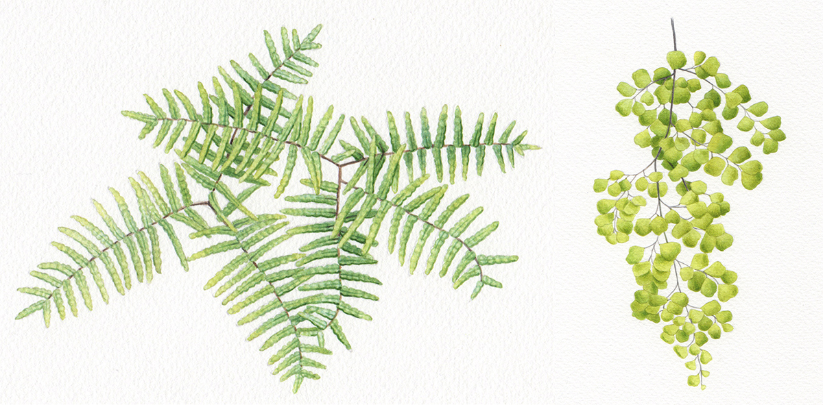 heidi willis_botanical illustration_ferns_watercolour artist