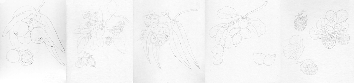 heidi willis_botanical illustrator_australian natives illustrations