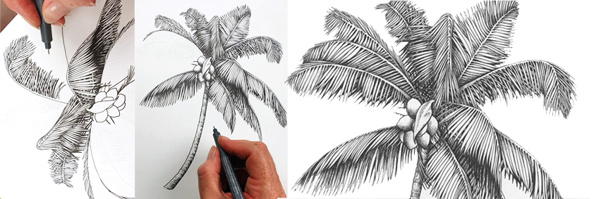 heidi willis_botanical illustrator_australian natives illustrations_coconut