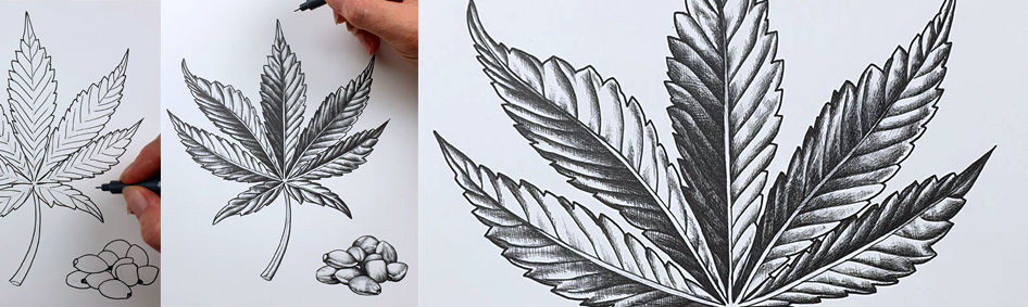 heidi willis_botanical illustrator_australian natives illustrations_hemp