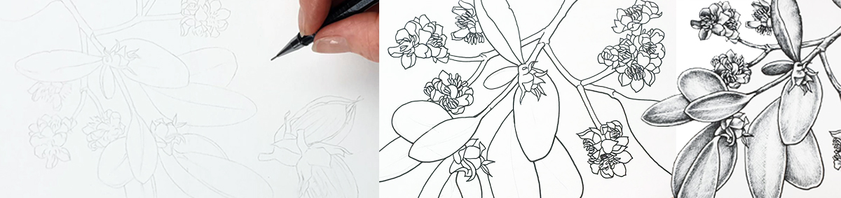 heidi willis_botanical illustrator_australian natives illustrations_jojoba