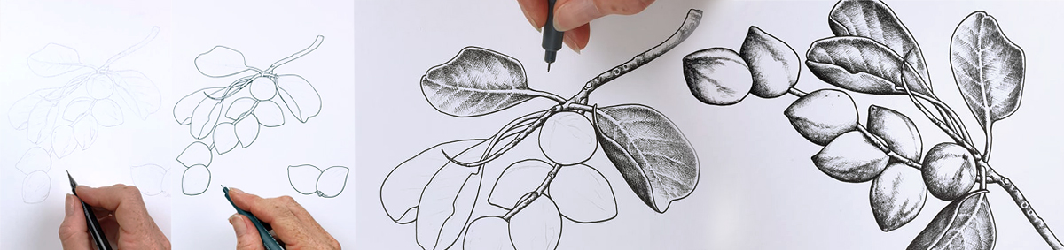 heidi willis_botanical illustrator_australian natives illustrations_kakadu plum