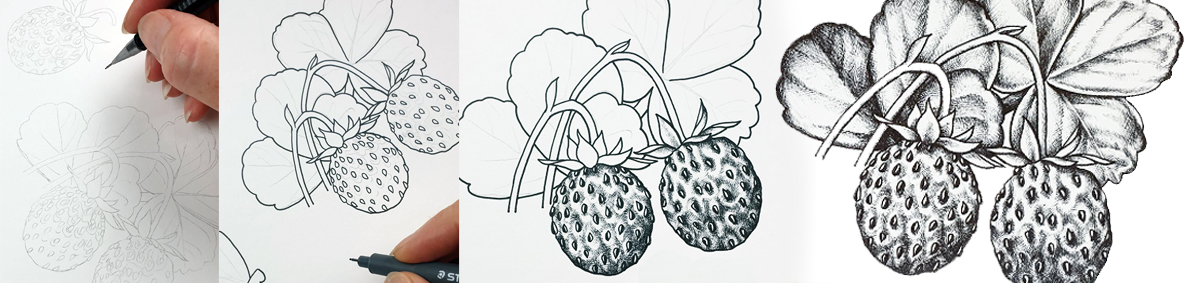 heidi willis_botanical illustrator_australian natives illustrations_strawberries