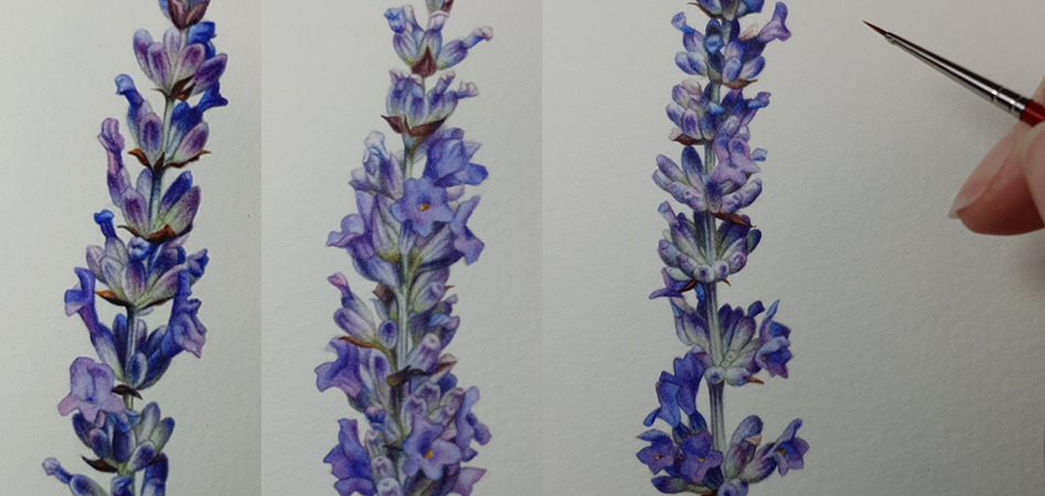 heidi willis_botanical painting_lavender illustration_watercolour_artist