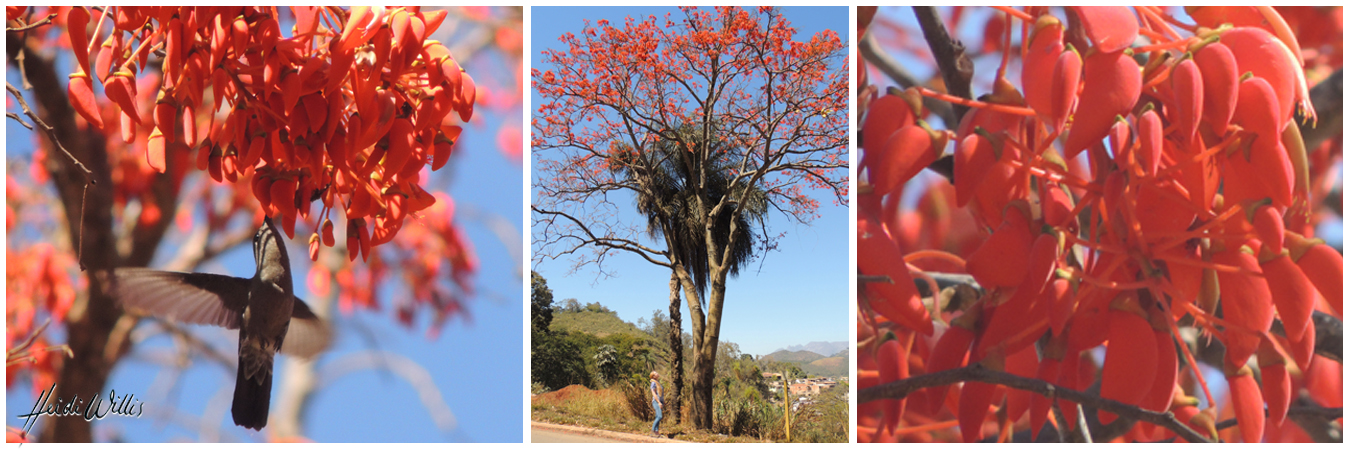 heidi willis_botanical_bird artist_brazil_coral tree