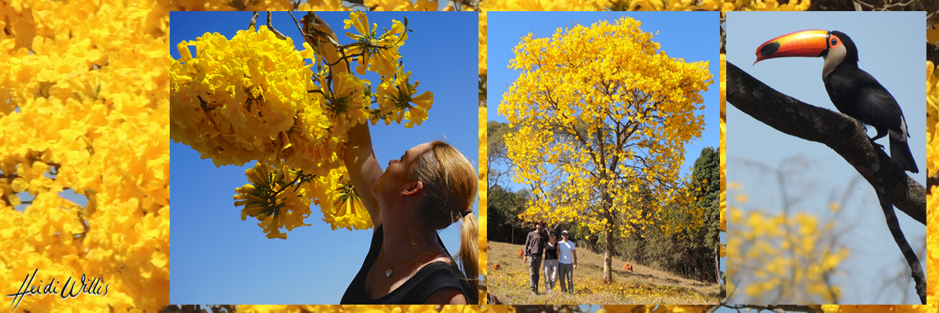 heidi willis_botanical_bird artist_brazil_tabebuia