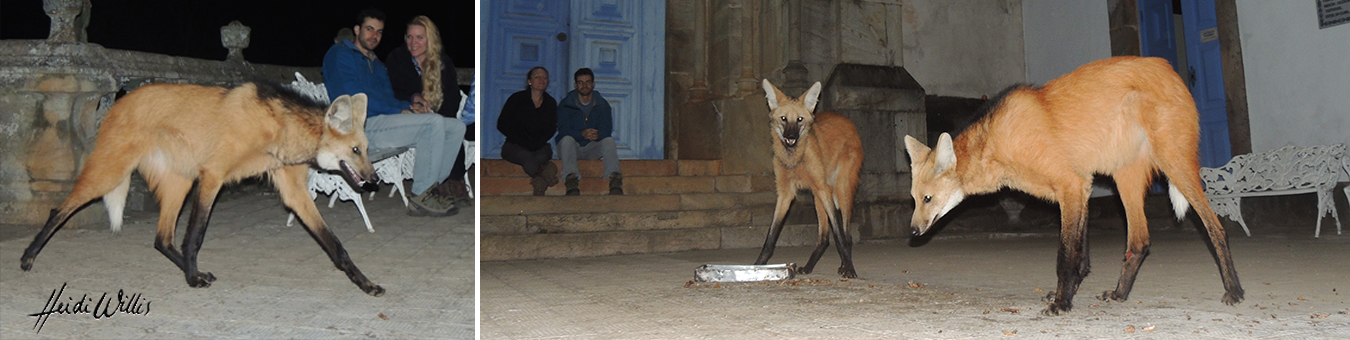 heidi willis_botanical_bird_maned wolf_painting_brazil