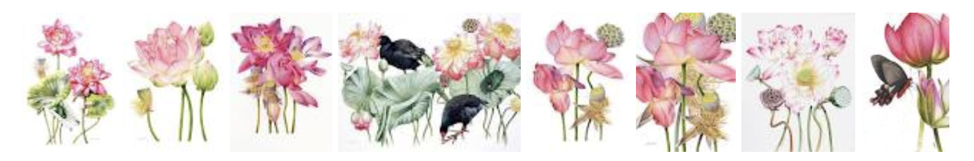 heidi willis_botanical_online painting tutorial_watercolour_lotus