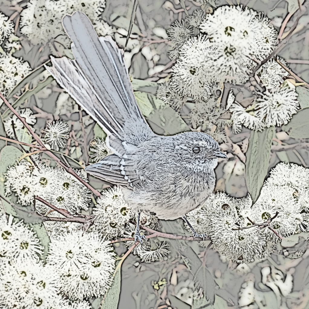 heidi willis_grey fantail_australian bird painting_drawing