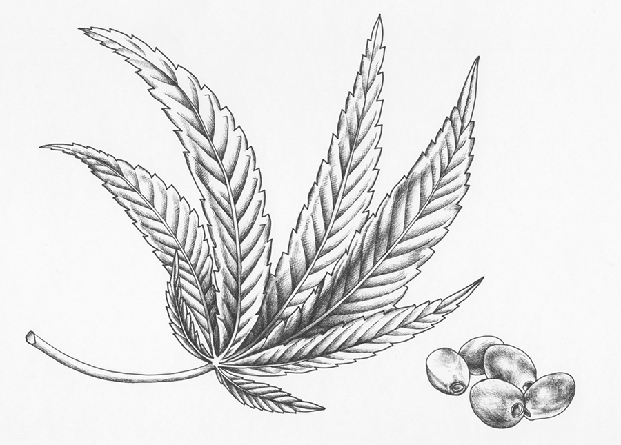 heidi willis_hemp_marajuana_ink_illustration_botanical art