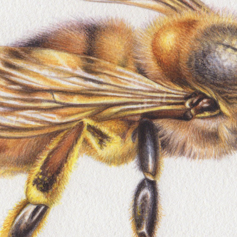 heidi willis_honey bee illustration_painting_watercolour