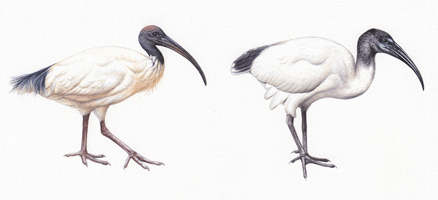 heidi willis_ibis illustration_bird painting_watercolour