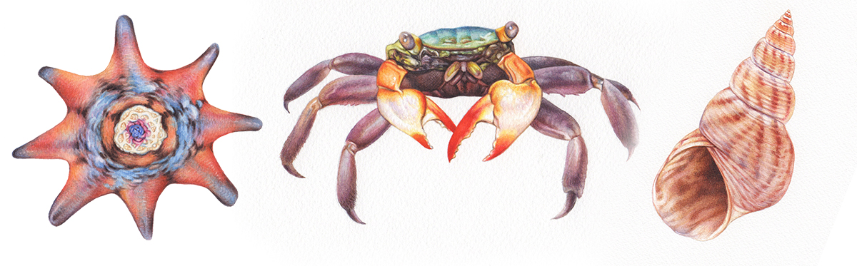 heidi willis_illustration_watercolour_shell_crab_starfis_painting