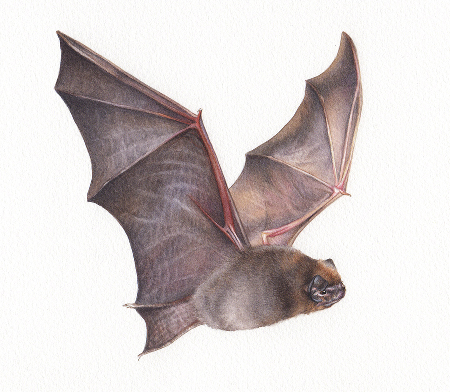 heidi willis_illustration_wildlife_artist_watercolour_bat