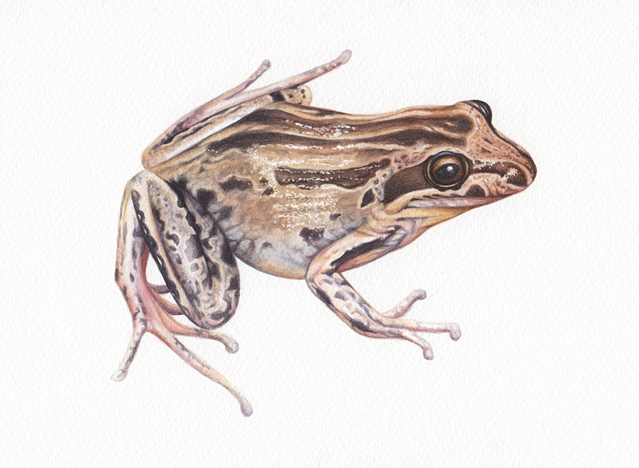 heidi willis_illustration_wildlife_artist_watercolour_frog