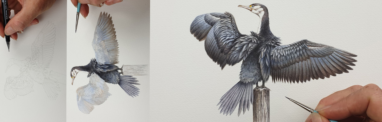 heidi willis_illustrator_artist_bird_cormorant_sydney parks