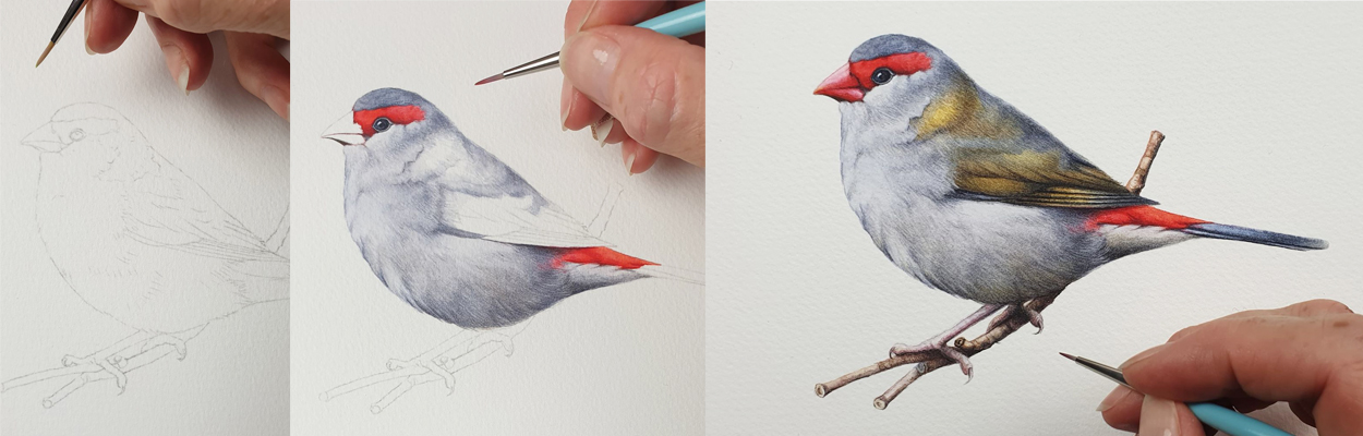 heidi willis_illustrator_artist_bird_finch_sydney parks