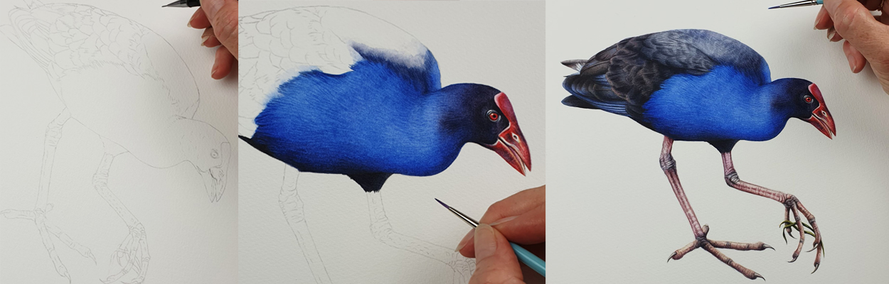 heidi willis_illustrator_artist_bird_waterhen_swamphen_sydney parks