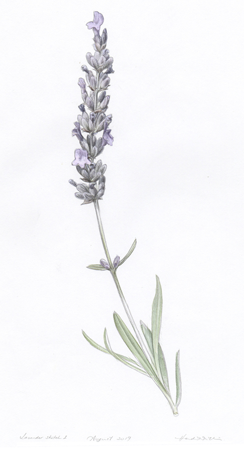 heidi willis_lavender illustration_botanical artist_illustrator