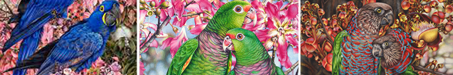 heidi willis_natural history artist_painting_parrots