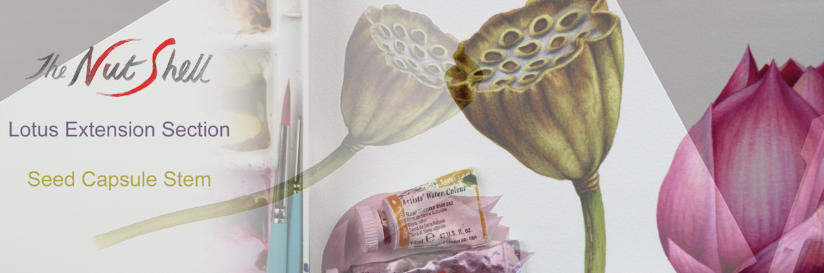 heidi willis_online painting tutorial_botanical_lotus_watercolour