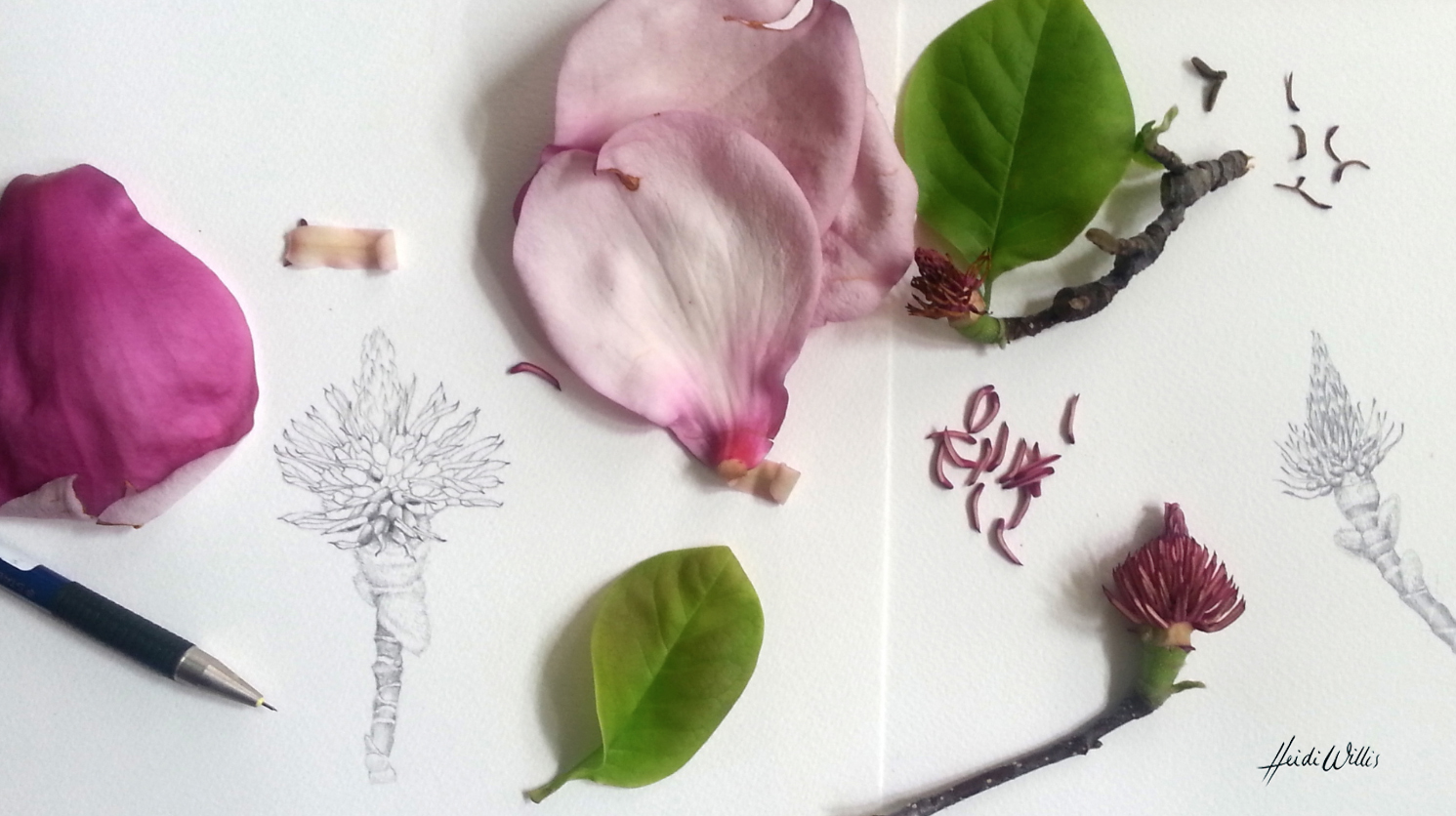 heidi willis_online painting tutorial_magnolia
