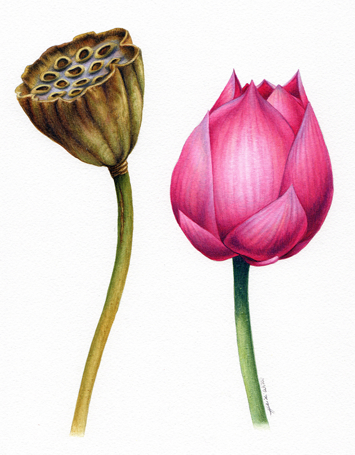 heidi willis_online_painting Tutorial_lotus_watercolour_botanical