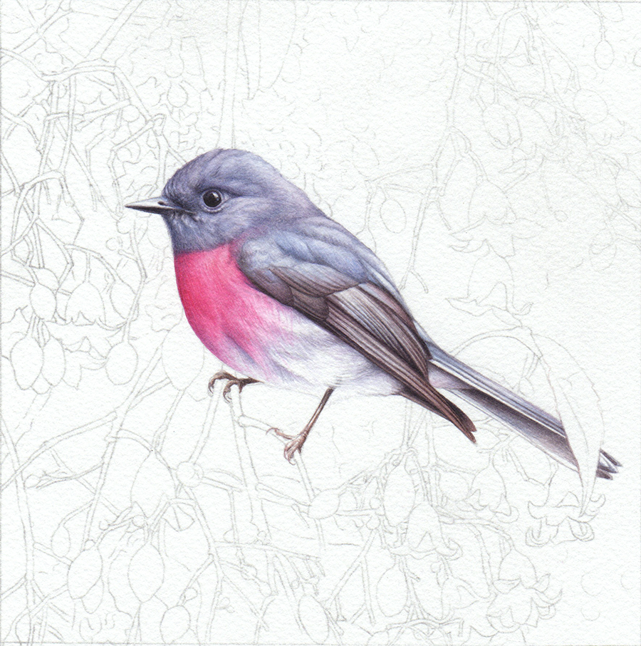 heidi willis_rose robin_brachychiton_bird artist_painting