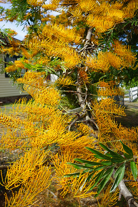 heidi willis_silky oak