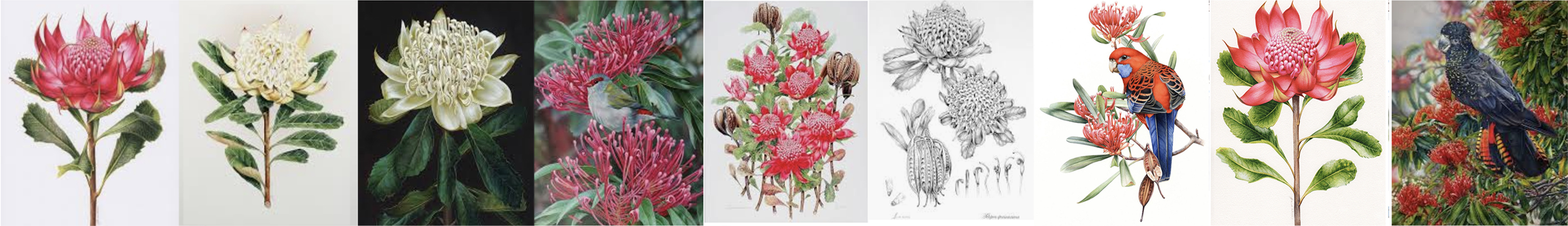 heidi willis_waratah painting_bird artist_botanical illustration