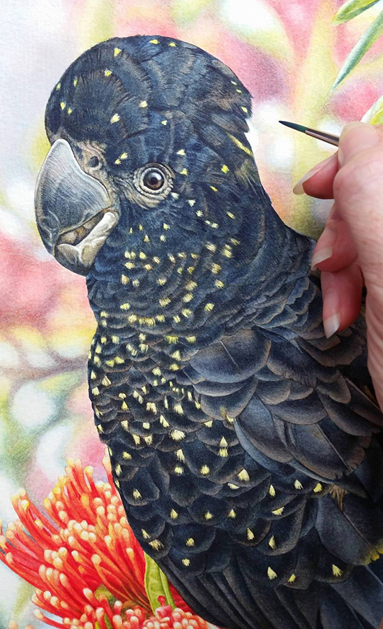 heidi willis_watercolour_bird painting_black cockatoo