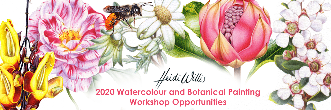 heidi-willis_watercolour_botanical_painting-class_workshops_2020