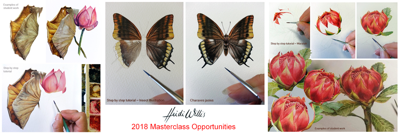 heidi willis_watercolour_painting_natural history_botanical_art classes