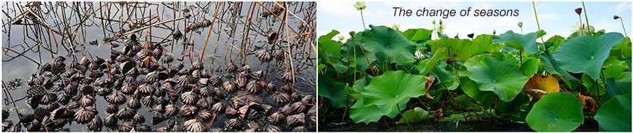 lotus ponds