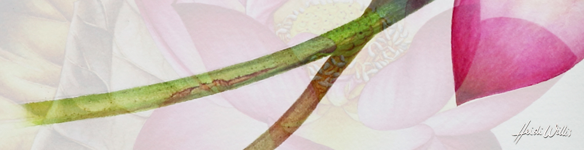 lotus_heidi-willis_online-painting-tutorial_watercolor_botanical