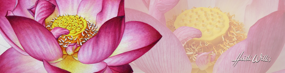 lotus_heidi-willis_online-painting-tutorial_watercolour_botanical