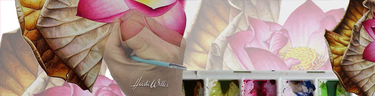lotus_heidi-willis_online-painting-tutorial_watercolour_botanical