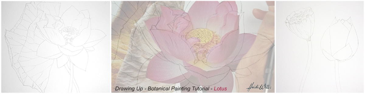 lotus_heidi-willis_online-painting-tutorial_watercolour_botanical