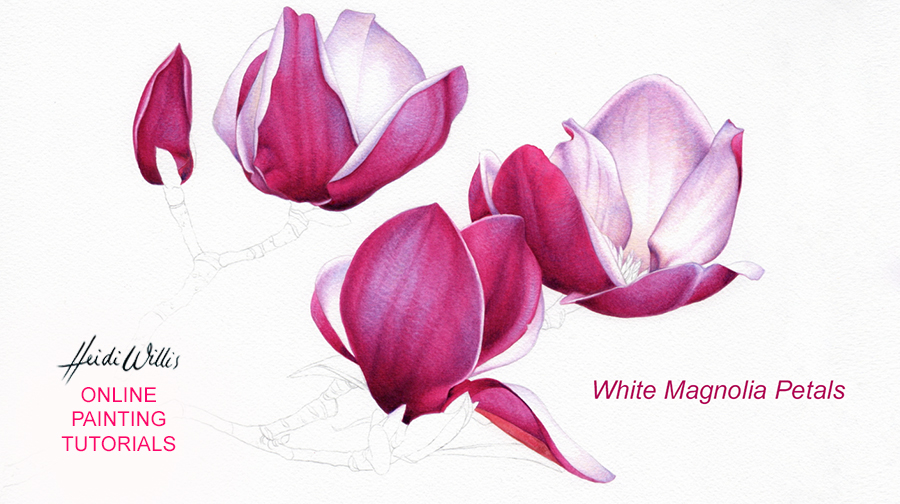 online painting tutorial_magnolia_botanical_watercolor_heidi willis